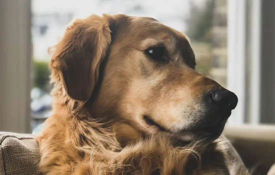 狗狗疫苗和狂犬能一起打嗎