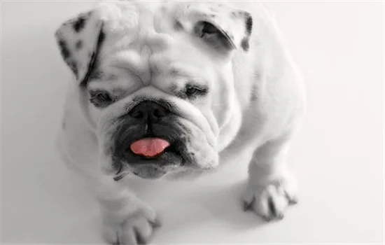 dog-bulldog-white-tongue-40986_副本.webp