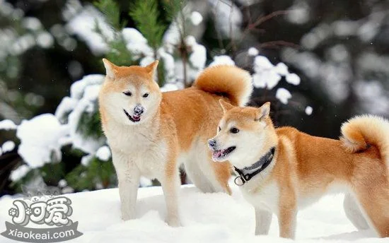 秋田犬為什么禁養 秋田犬被禁養原因