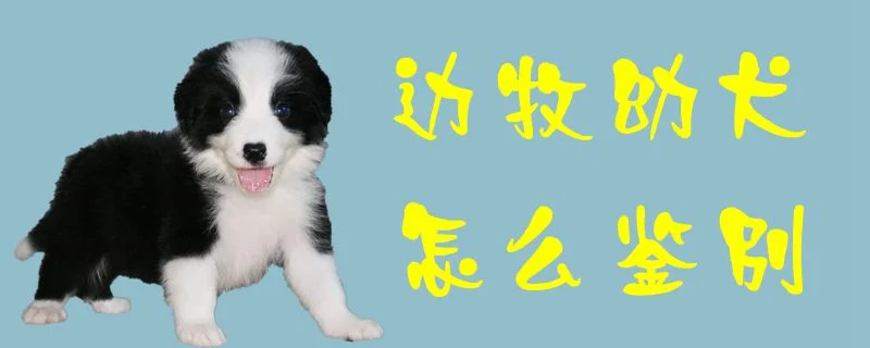 邊牧幼犬怎么鑒別