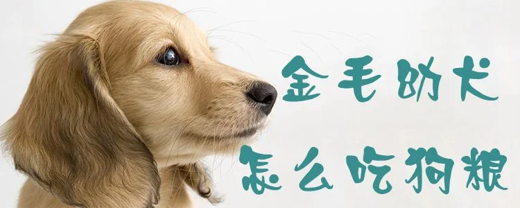 金毛幼犬怎么吃狗糧1