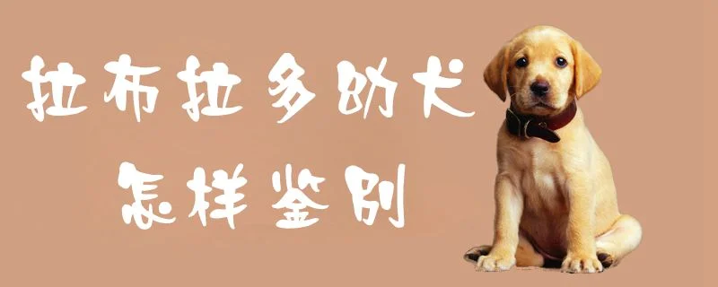 拉布拉多幼犬怎樣鑒別1