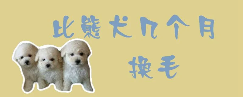 比熊犬幾個月?lián)Q毛1