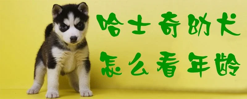 哈士奇幼犬怎么看年齡1