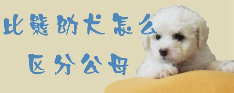 比熊幼犬怎么區分公母1