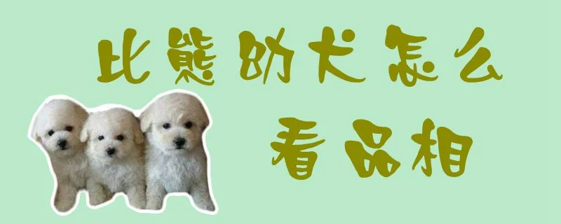 比熊幼犬怎么看品相1