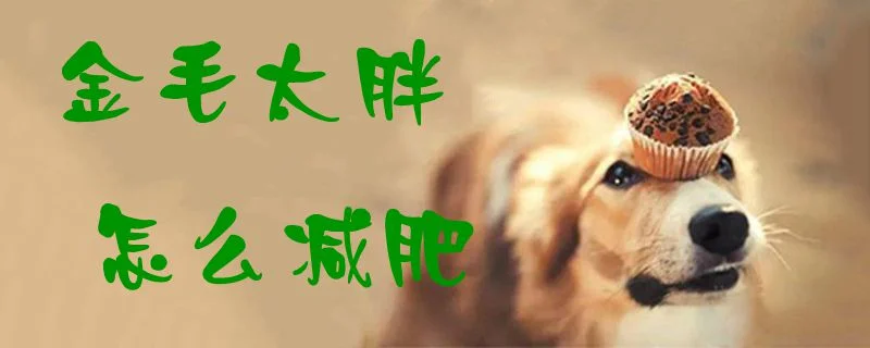 金毛太胖怎么減肥1