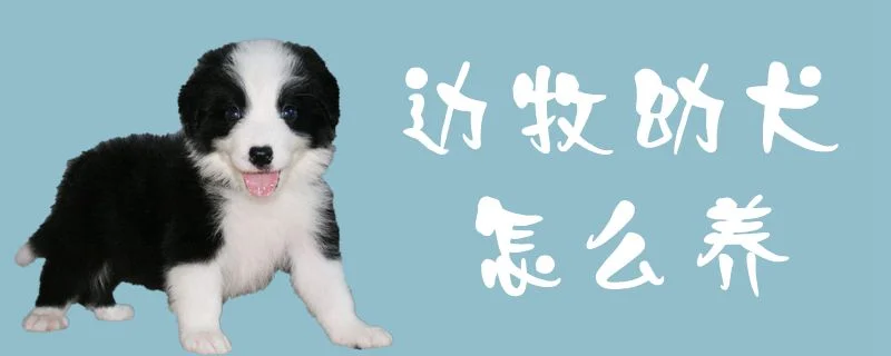 邊牧幼犬怎么養(yǎng)1