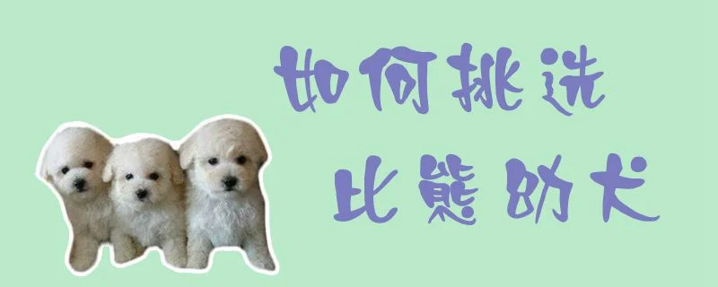 如何挑選比熊幼犬1