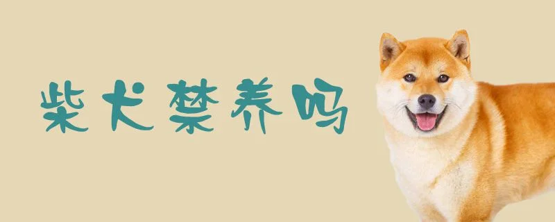 柴犬禁養嗎1