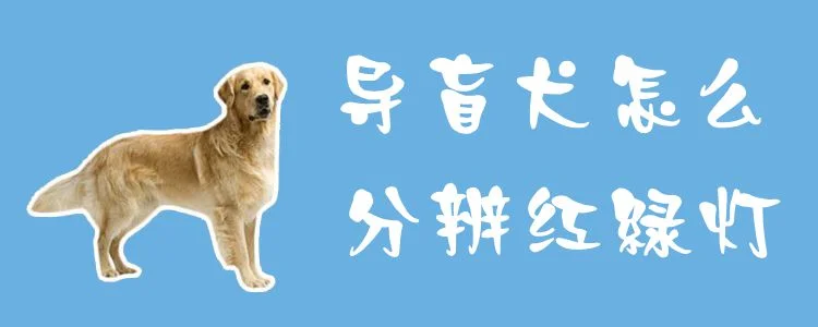 導盲犬怎么分辨紅綠燈1