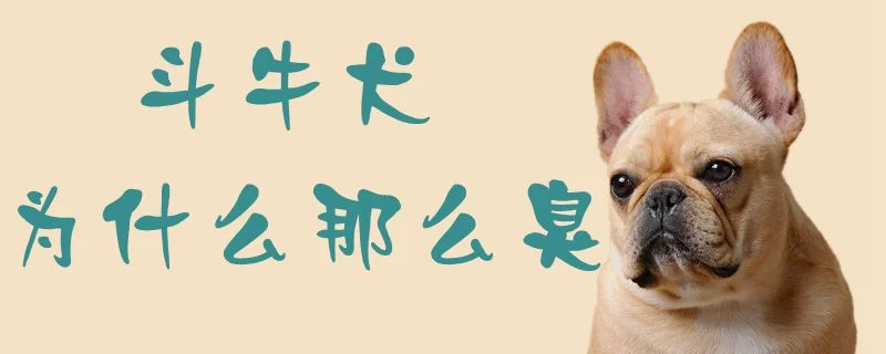 斗牛犬為什么那么臭1