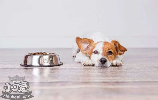 狗狗夏天食欲不好 如何解決狗狗食欲不振