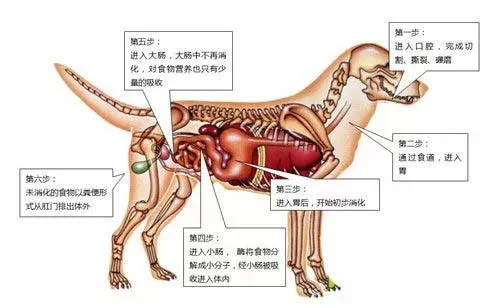 狗狗吸收好狗狗拉便便會多嗎 狗狗是如何消化的你知道嗎