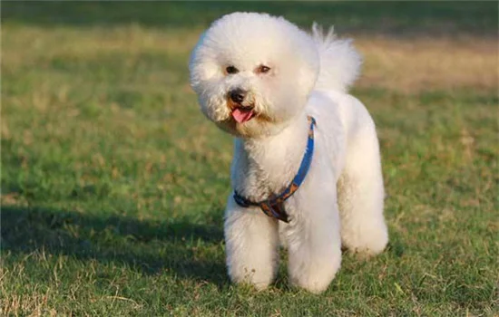 飼養比熊要注意什么 如何正確的飼養比熊犬