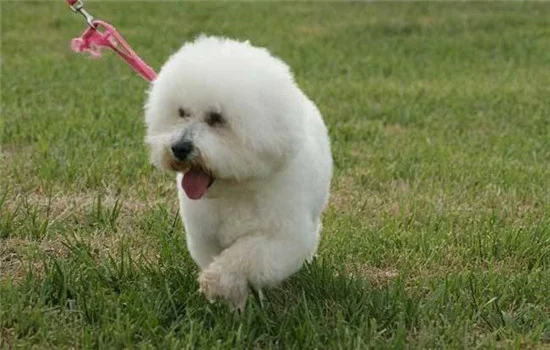 飼養比熊要注意什么 如何正確的飼養比熊犬