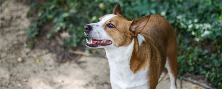 中華田園犬六大品種 中華田園犬并不是一種犬種