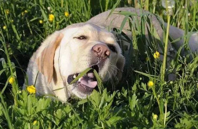 狗狗吃多少韭菜會致死