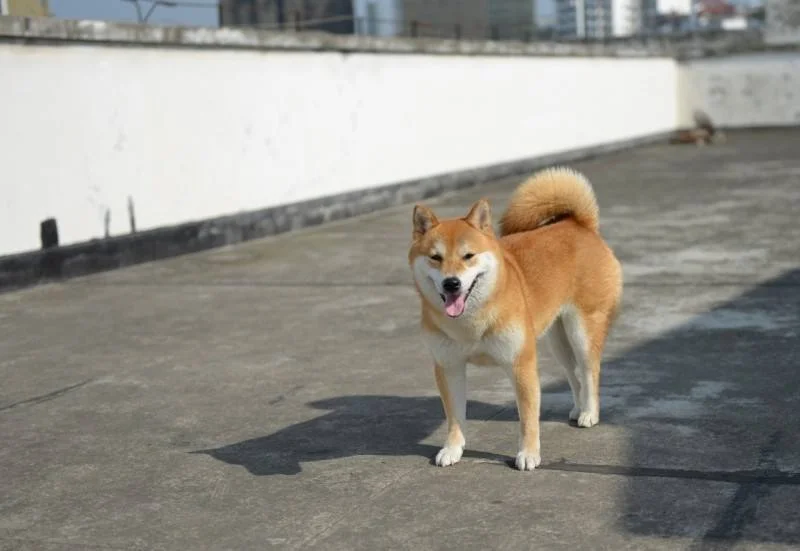 柴犬可以吃芒果嗎