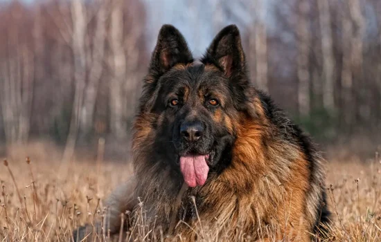 大型犬飼養(yǎng)注意些什么 大型犬的幼犬飼養(yǎng)你還得注意到的！