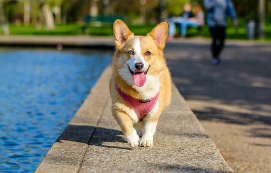 狗狗夏天特別能睡正常嗎