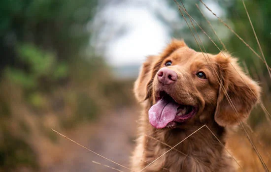 狗狗可以長期攜帶狂犬病毒嗎