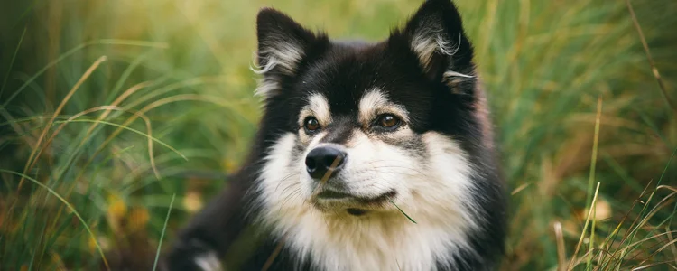 賣狗的為什么不讓喂水 任何動物都需要喝水！賣狗的為什么不讓喂水 任何動物都需要喝水！