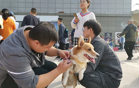 長沙科學預防狂犬病，一群寵物狗領到“電子身份證”