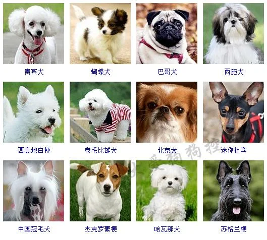 小型犬品種大全 這些狗狗你想養(yǎng)哪只？小型犬品種大全 這些狗狗你想養(yǎng)哪只？