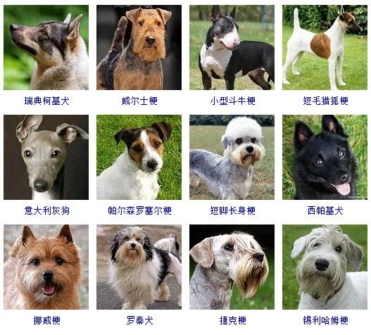 小型犬品種大全 這些狗狗你想養(yǎng)哪只？小型犬品種大全 這些狗狗你想養(yǎng)哪只？