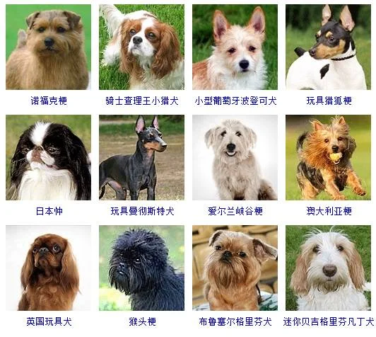 小型犬品種大全 這些狗狗你想養(yǎng)哪只？小型犬品種大全 這些狗狗你想養(yǎng)哪只？