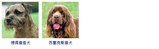 小型犬品種大全 這些狗狗你想養(yǎng)哪只？小型犬品種大全 這些狗狗你想養(yǎng)哪只？