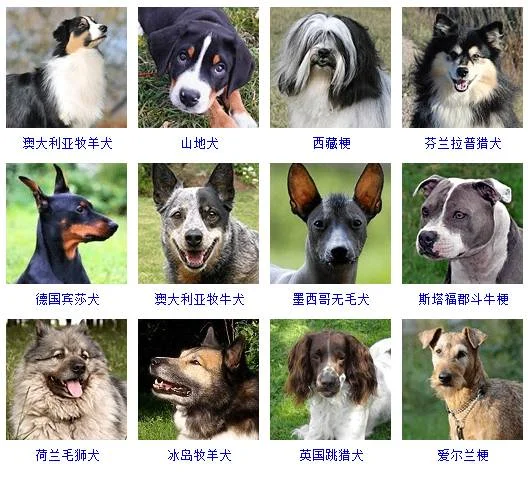 中型犬品種大全 這些狗狗你都認識嗎中型犬品種大全 