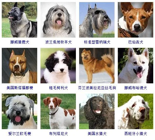 中型犬品種大全 這些狗狗你都認識嗎中型犬品種大全 