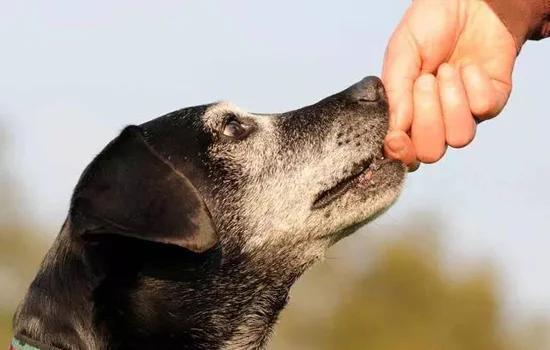 九歲女童上學(xué)途中被惡犬咬傷殞命 還被拖拽50米！九歲女童上學(xué)途中被惡犬咬傷殞命 還被拖拽50米！九歲女童上學(xué)途中被惡犬咬傷殞命 還被拖拽50米！