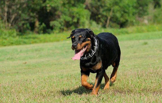 世界十大禁養猛犬排名 極其難以被馴服的犬種世界十大禁養猛犬排行 極其難以被馴服的犬種世界十大禁養猛犬排行榜 有一種連人都吃！世界十大禁養猛犬排行榜 有一種連人都吃！