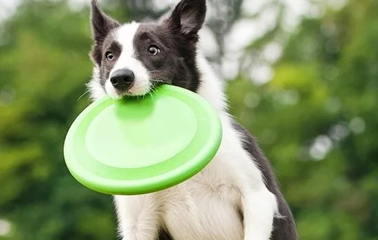 老年犬要注意什么 老年狗狗易出現的幾大問題