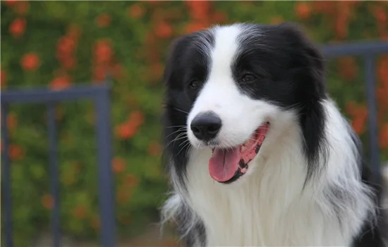 邊境牧羊犬的營養問題 這些問題值得你關注！邊境牧羊犬的營養問題