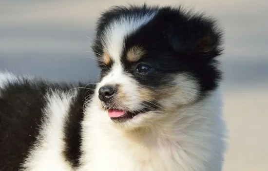 邊境牧羊犬的營養問題 這些問題值得你關注！邊境牧羊犬的營養問題