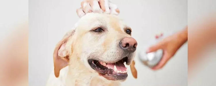 自家養的狗抓破了點皮 會感染狂犬病嗎自家養的狗抓破了點皮 會感染狂犬病嗎