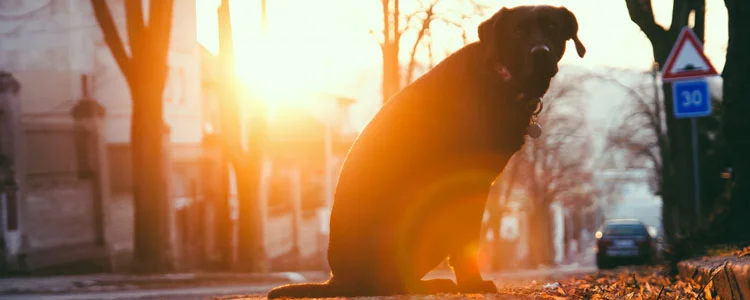 動物老了怎么辦 如何讓它舒適的度過晚年