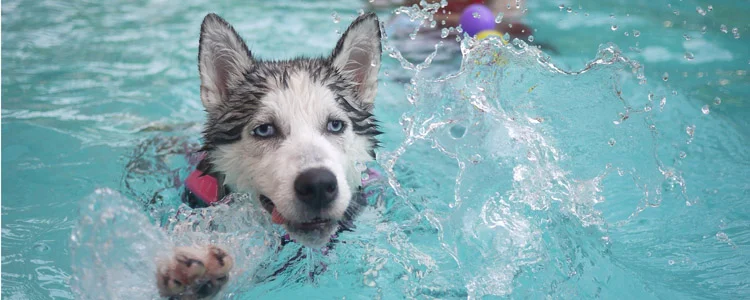 哈士奇是大型犬還是中型犬 中型犬運動量也很大！