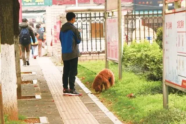 養犬管理調查問卷揭示了犬證辦理的問題，這份流程請收好~