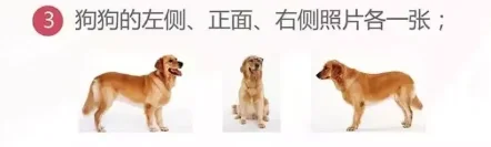 養犬管理調查問卷揭示了犬證辦理的問題，這份流程請收好~