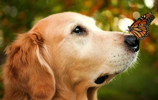 秋田犬發情時期的表現 秋田犬發情的時間