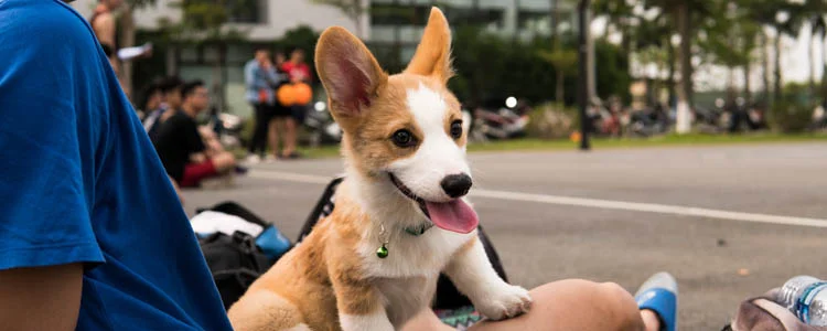 柯基幼犬怎么養,需要注意些什么?