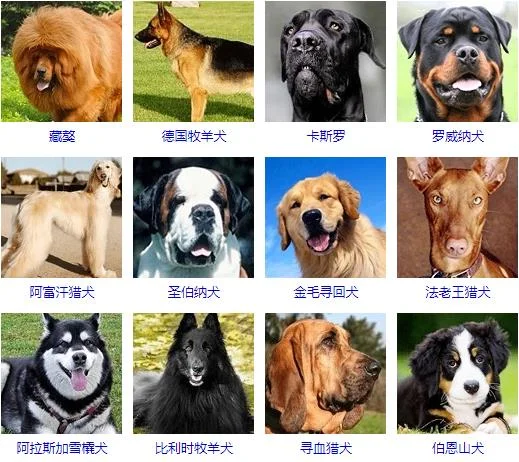 大型犬品種大全 你知道嗎？