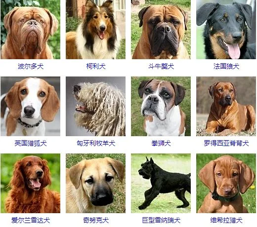 大型犬品種大全 你知道嗎？