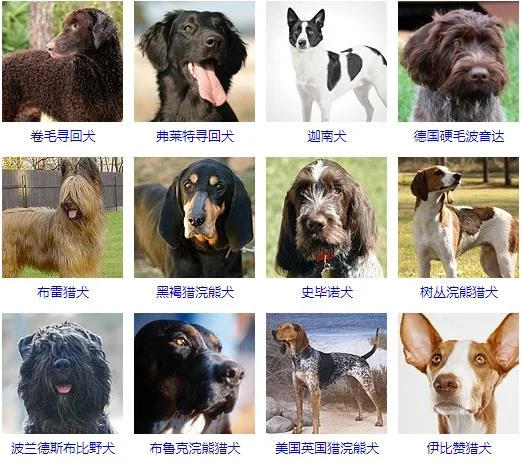 大型犬品種大全 你知道嗎？