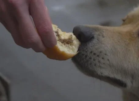 貴賓犬能吃面包嗎 明礬對貴賓犬的傷害是很大的！